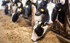PAAAFR reduces feed prices for livestock producers 